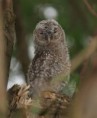 /album/my-local-birding-gallery/young-tawny-owl-chick-jpg/